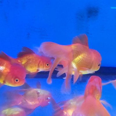 Pez Japones Oranda Cabeza de Leon 15 Centimetros