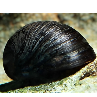 Caracol Manzano Negro Chico