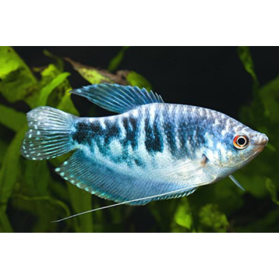 Pez Guarami Azul Cosby