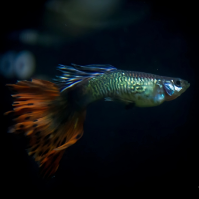 Pez Guppy Surtido XL