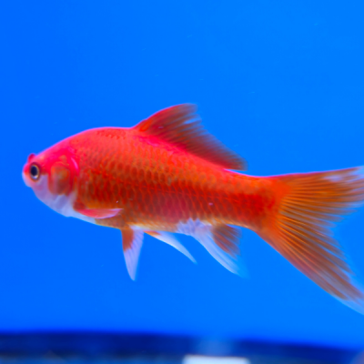 Pez Japones Shubunkin Rojo y Blanco 5 Pulgadas