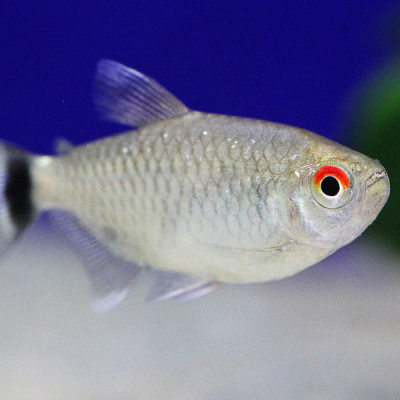 Pez Tetra Ojo Rojo Ballon