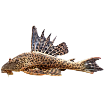 Pez Plecostomus Comun Mediano
