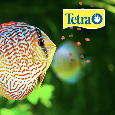 Alimento para Peces tropicales  Tetrapro Color Crisp 210 Gramos