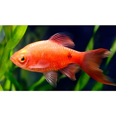 Pez Barbo de Velo Rojo 12 Centimetros