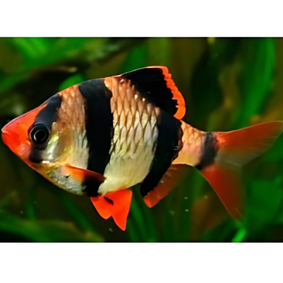 Pez Sumatrano Tigre Grande