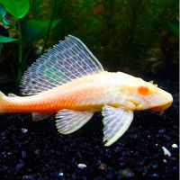Pez Plecostomus Albino Mediano Mediano