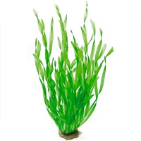 Planta Viva para Acuario Vallisneria Spiral Mediana