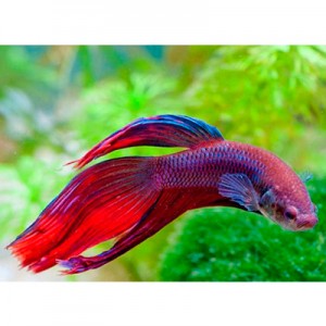 Pez Betta Comun Colores Surtidos