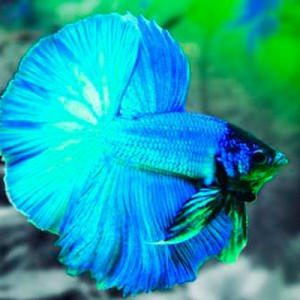 Pez Betta Media Luna 