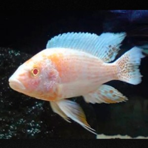 Pez Ciclido Albino Grande