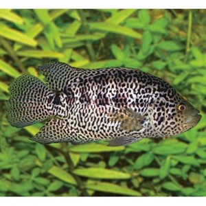 Pez Ciclido Jaguar Extra Grande