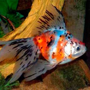 Pez Japones Calico Chico 3 Pulgadas