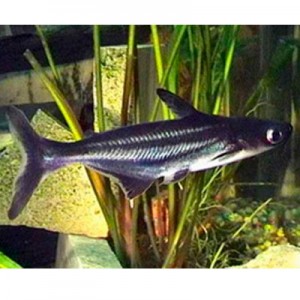 Pez Pangassius Azul 