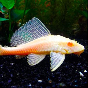 Pez Plecostomus Albino Mediano