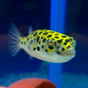 Pez Puffer Verde 