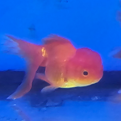 Pez Japones Oranda Cabeza de Leon 15 Centimetros