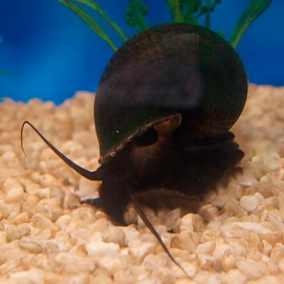 Caracol Manzano Negro Chico