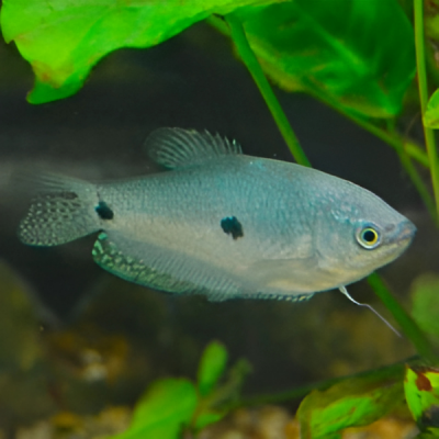 Pez Guarami Azul Cosby