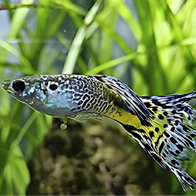 Pez Guppy Surtido XL