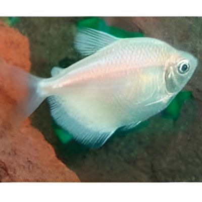 Pez Monja Albina 2 - 3 Centimetros