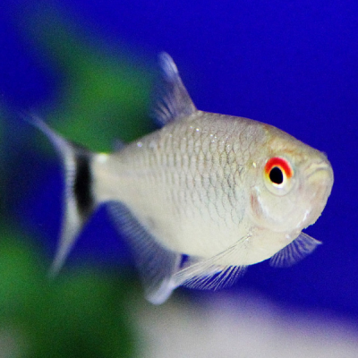 Pez Tetra Ojo Rojo Ballon
