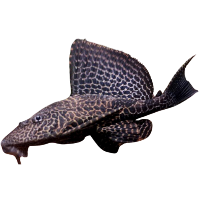 Pez Plecostomus Comun Mediano