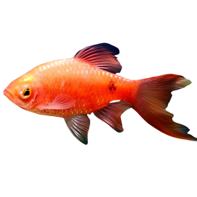 Pez Barbo de Velo Rojo 12 Centimetros