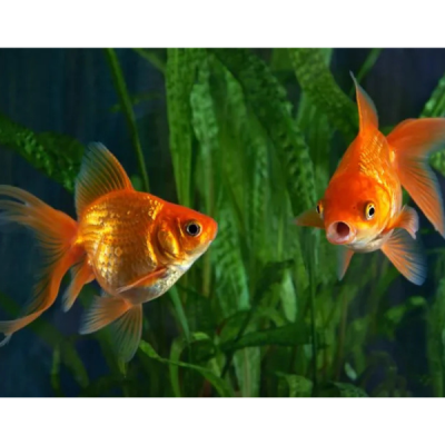 Pez Japones Rojo 3 Colas 