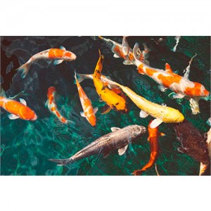 Pez Carpa KOI Surtida 
