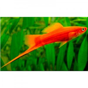 Pez Espada Rojo Grande