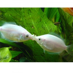Pez Guarami Besador de