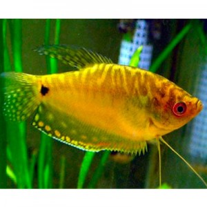 Pez Guarami Miel de 6-8 Centimetros