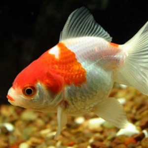 Pez Japones Fantasia Rojo/Blanco 