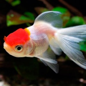 Pez Japones Sello Rojo 