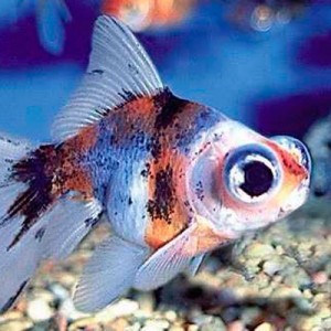 Pez Japones Telescopio Calico de 