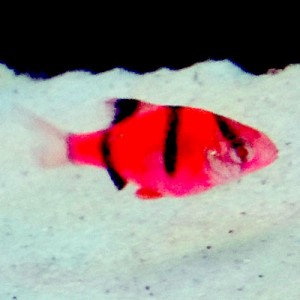 Pez Sumatrano Transgenico Rojo Chico