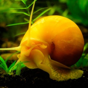 Caracol Manzano Mediano
